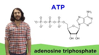 Metabolism and ATP [upl. by Adeirf]