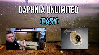 How I Raise Daphnia Water Fleas And You Can Too [upl. by Godfry]