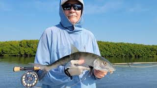 Spring time fly fishing for bonefish in Miamis Biscayne Bay [upl. by Lenroc838]