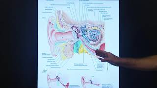 Eustachian Tube Dysfunction [upl. by Idden103]