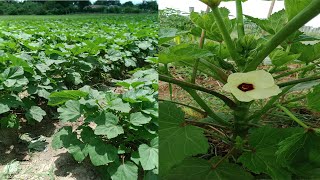 How To Grow Okra [upl. by Archle]