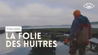 La folie des huîtres  Thalassa [upl. by Naujit344]