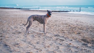 Whippet Full Speed On The Beach [upl. by Kan]