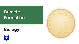 Gamete Formation  Biology [upl. by Adnovahs]