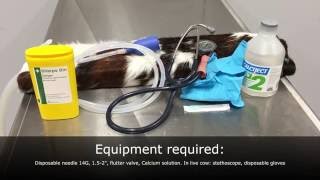 Hypocalcaemia in cattle intravenous IV injection practical [upl. by Eibmab]