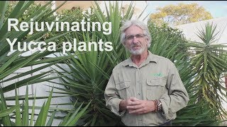 How to Rejuvenate Yucca Plants [upl. by Arun]