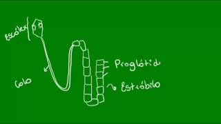 Classe Cestoda dos Platelmintos  Zoologia  Biologia [upl. by Yrac]