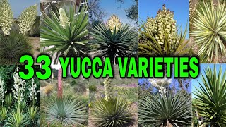 33 YUCCA VARIETIES [upl. by Yrrol447]