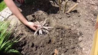 Planting Dahlia Tubers [upl. by Ahsinawt]