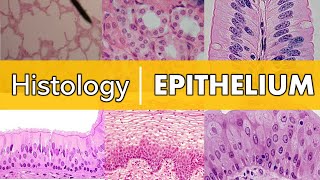 Histology  Epithelium [upl. by Maurizio471]