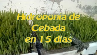 Como hacer Hidroponia de pastos de forma casera [upl. by Petunia659]