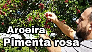 Pimenta Rosa Aroeira Árvore de aroeira [upl. by Elleinwad]