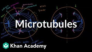 Microtubules  Cells  MCAT  Khan Academy [upl. by Elnar]