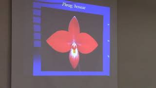 Phragmipedium Quality Flowers amp Culture Part 1 [upl. by Durward764]