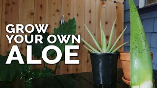 How to Grow Aloe Vera in Containers and Harvest Massive Leaves [upl. by Liw]