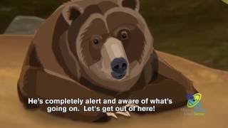 How Do Bears Hibernate [upl. by Adnawyt]