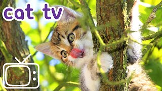 Cat TV Videos for Cats To Watch  2 Hour Cat Playlist [upl. by Morey]