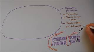 Structure cellulaire 1  Membrane noyau appareil de Golgi [upl. by Wendt803]