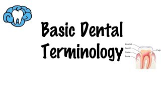 Basic Dental Terminology [upl. by Adeys]