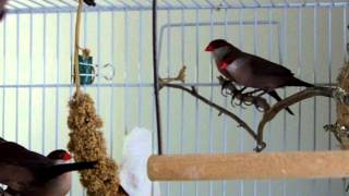 St Helena waxbills [upl. by Naoh]