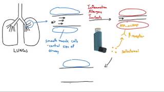 Salbutamol Ventolin Explained in 2 Minutes [upl. by Hattie126]