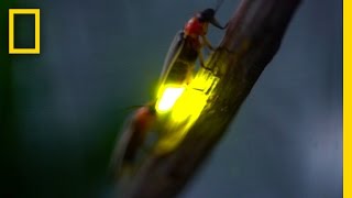 Watch Fireflies Glowing in Sync to Attract Mates  National Geographic [upl. by Madda]