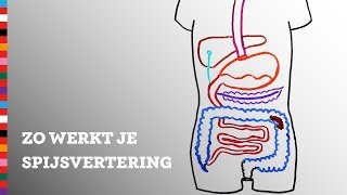 Hoe werkt je spijsvertering  Voedingscentrum [upl. by Kired]