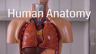 Basic Human Anatomy for Beginners [upl. by Nithsa474]