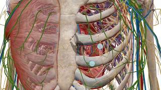 Zooming dissecting and rotating the 3D model  Human Anatomy Atlas [upl. by Esme]