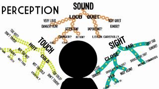 Sensation amp Perception Information Processing in the Brain [upl. by Attelra]