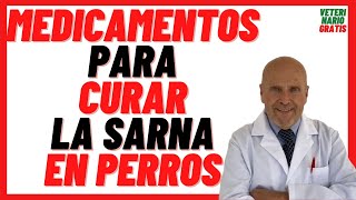 13 💚 MEDICAMENTOS para como CURAR la SARNA en PERROS Caracha o Jiote 💚 TRATAMIENTO rápido efectivo [upl. by Nwahsor364]