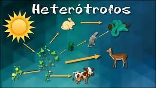 ORGANISMOS AUTOTROFOS Y HETEROTROFOS [upl. by Aiclid]