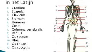 2 1 Inleiding Anatomie BVDM [upl. by Enenej]