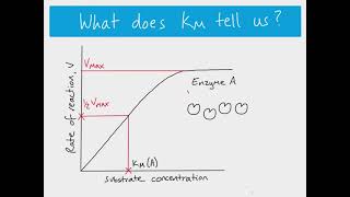 AS Biology  The MichaelisMenten Constant Km [upl. by Seiuqram]