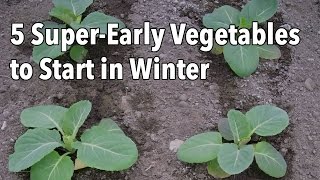 5 SuperEarly Vegetables to Start in Winter [upl. by Hasseman]