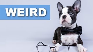 8 Weird Things Boston Terriers Do Owners Surveyed [upl. by Guttery]