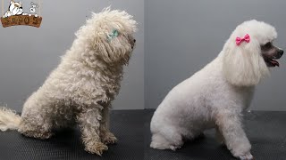 Poodle  Caniche peluquería canina Petgrooming [upl. by Buddie]