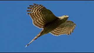 Sparrowhawk Bird Call Bird Song [upl. by Tuneberg]