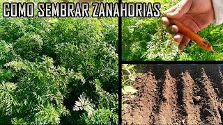 Como sembrar Zanahorias🌱  Huerto De Cero [upl. by Eerdua]