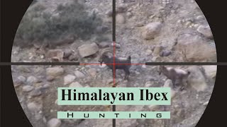 Himalayan Ibex Hunting  Passu Cones  Gilgit Baltistan  Giant Ibex  01 [upl. by Eniluj]