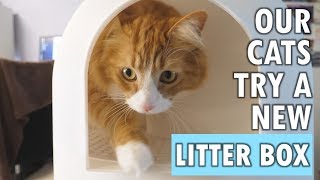 Our cats try a quotlitter tracking preventionquot litter box [upl. by Avitzur]