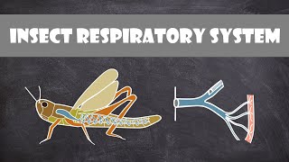 Insect Respiratory System  Entomology [upl. by Cynthy681]