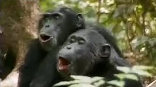 Chimps vs Red Colobus Monkeys  BBC Studios [upl. by Ten265]