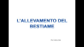 Lallevamento del bestiame [upl. by Dimah]