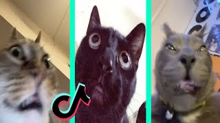 Fetch me their souls tiktok cat compilation [upl. by Htebazileharas]