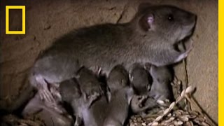 Momma Rat 15000 Babies a Year  National Geographic [upl. by Janka]