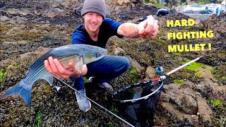 MULLET FISHING  Hard Fighting Fish  How To Catch Mullet [upl. by Adnamra]