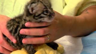 Ocelot Kitten Feeding  Cincinnati Zoo [upl. by Stetson847]