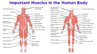 The Muscular System [upl. by Arodoeht]