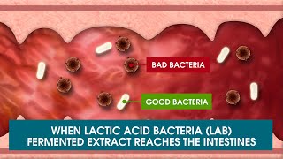 Lactic Acid Bacteria I Biogenics 16 [upl. by Nauqel619]